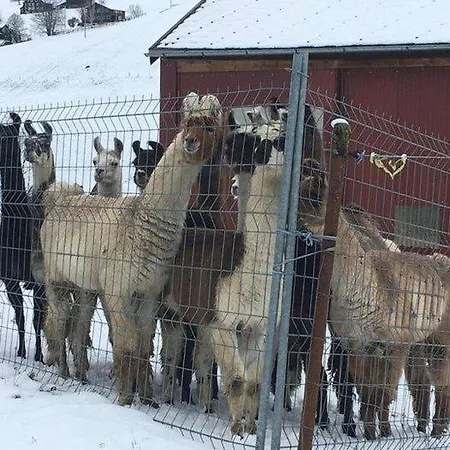 „wildpark Baren“ 2.3. Wildhaus