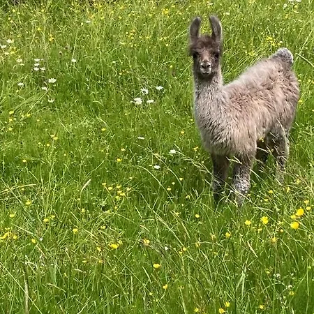 „wildpark Baren“ 2.3. *